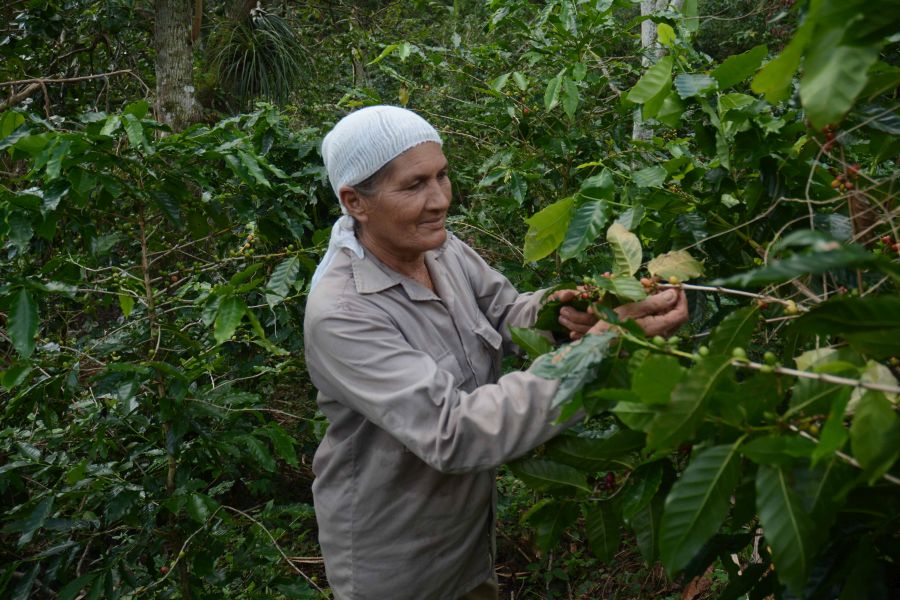 sancti spiritus, fomento, cafe, huracan irma, cosecha cafetalera, trinidad