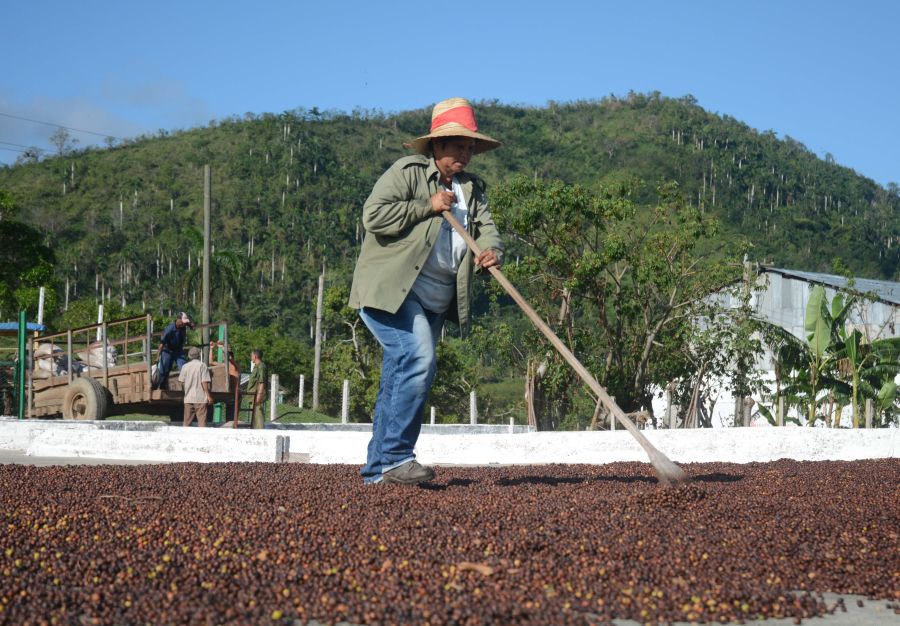 sancti spiritus, fomento, cafe, huracan irma, cosecha cafetalera, trinidad