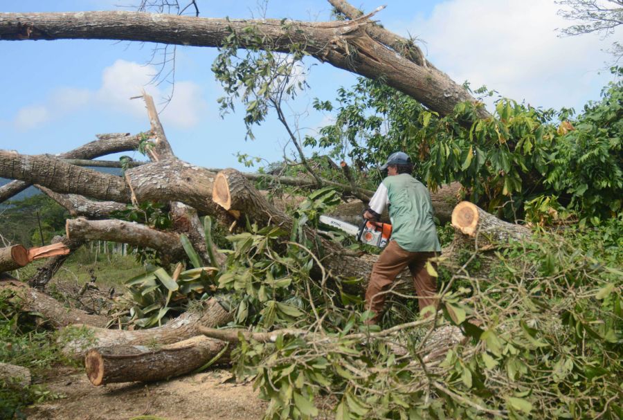 sancti spiritus, fomento, cafe, huracan irma, cosecha cafetalera, trinidad