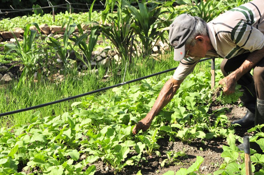 sancti spiritus, agricultura urbana, huracan irma, organoponicos, 