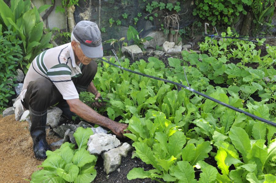 sancti spiritus, agricultura urbana, huracan irma, organoponicos, 