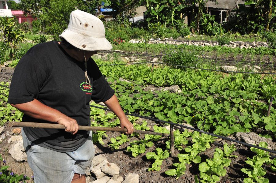 sancti spiritus, agricultura urbana, huracan irma, organoponicos, 