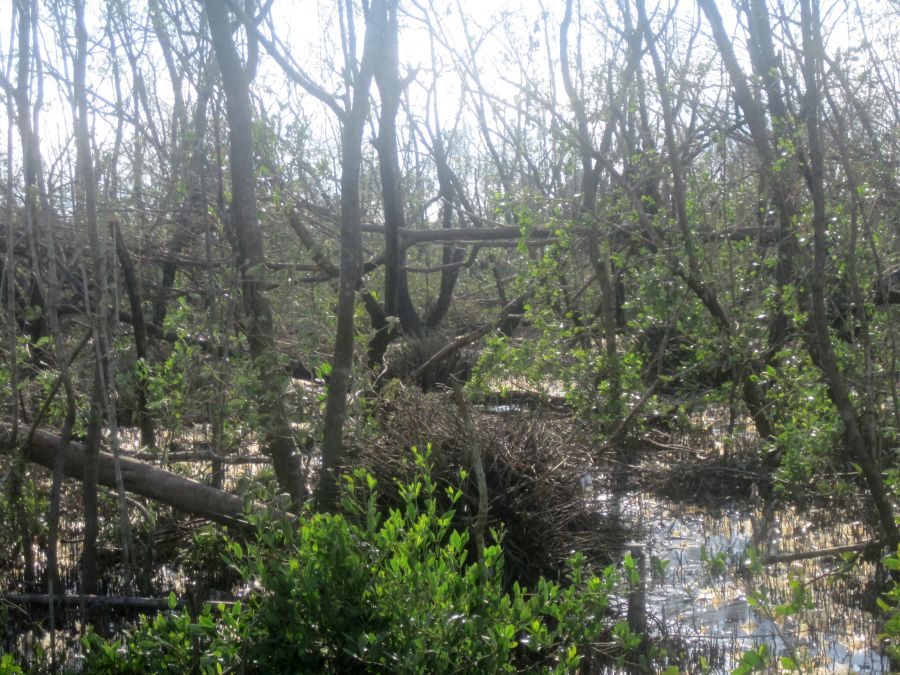 sancti spiritus, parque nacional caguanes, huracan irma, flora, fauna, manglaes, recuperacion, yaguajay