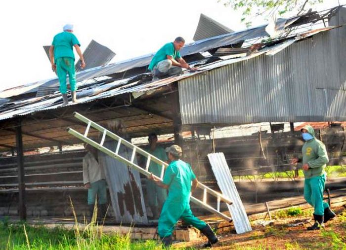 sancti spiritus, agricultura, huracan irma, avicultura, tabaco, yaguajay