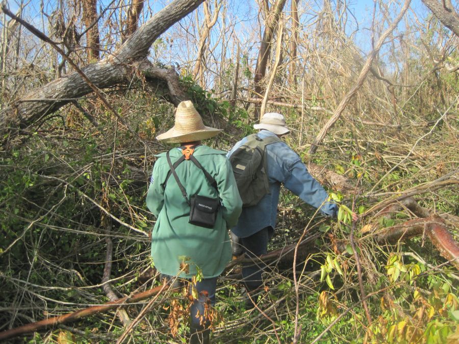 sancti spiritus, parque nacional caguanes, huracan irma, flora, fauna, manglaes, recuperacion, yaguajay