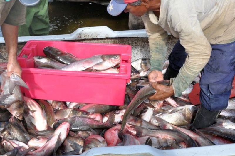 sancti spiritus, pesca, pescado, presa zaza, pescaspir