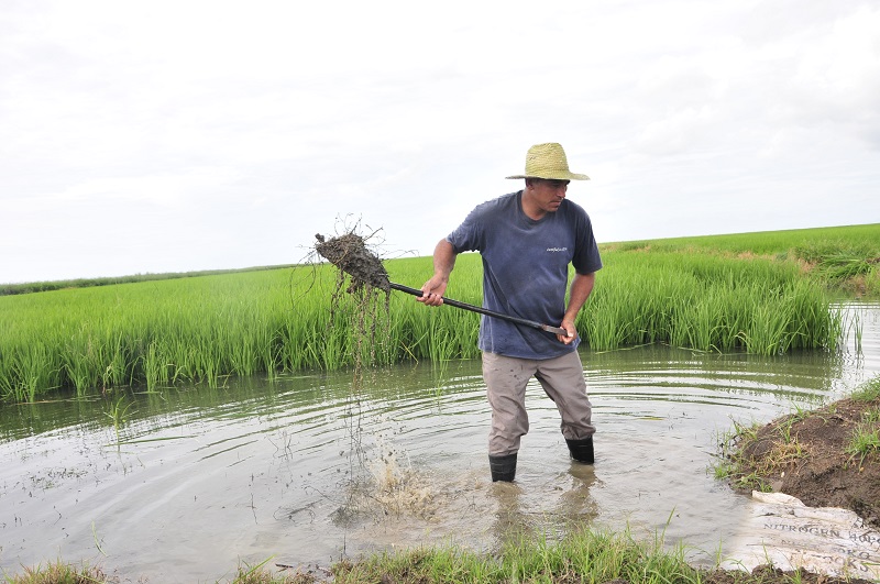 anegadores, Sur del Jíbaro, producción de arroz