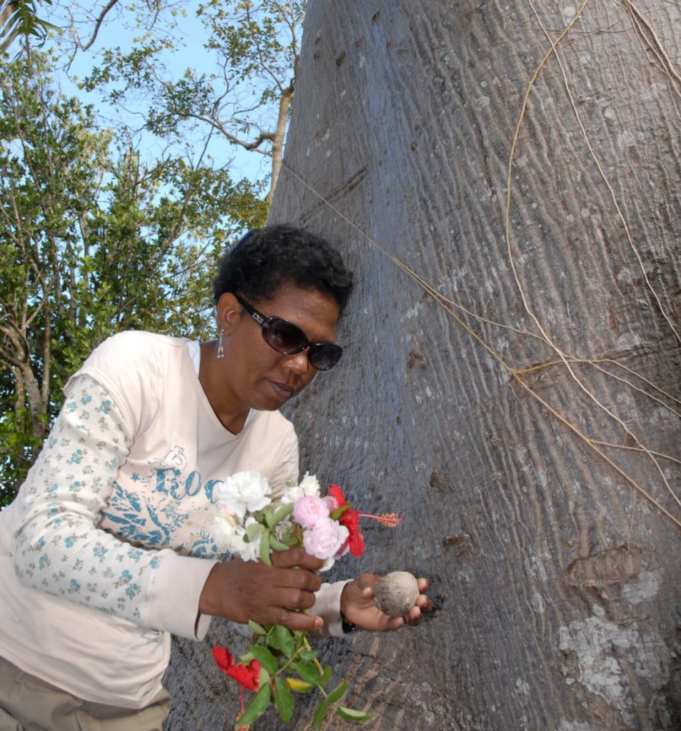 ceiba, árbol, naturaleza, religión, Cuba