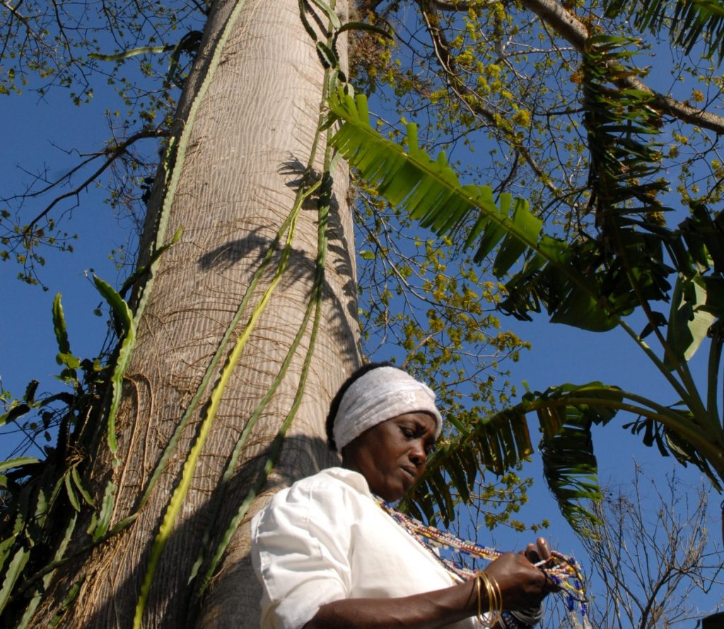 ceiba, árbol, naturaleza, religión, Cuba