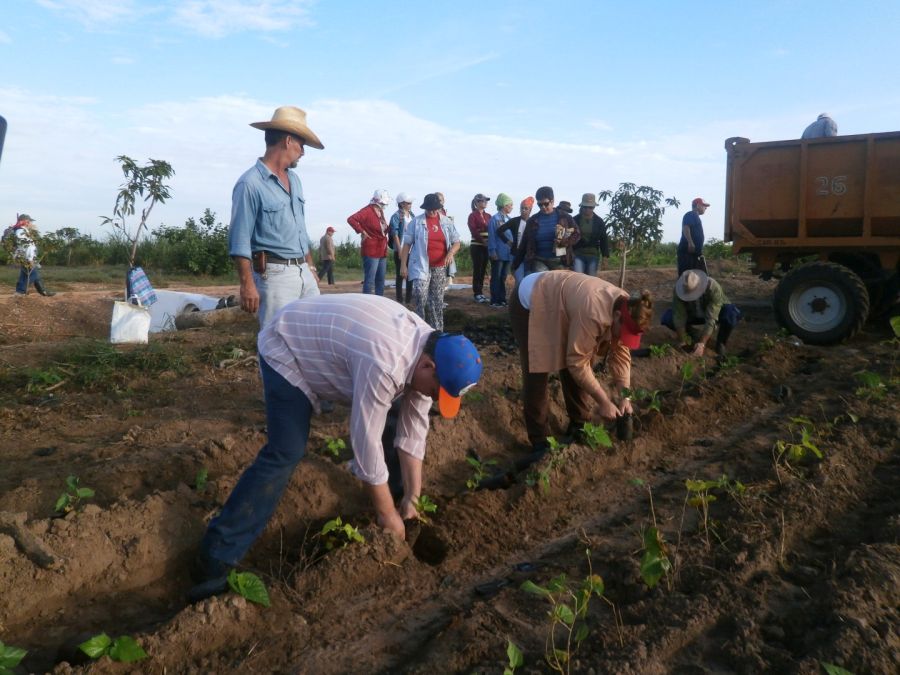 sancti spiritus, fidel castro, #fidelporsiempre, trabajo voluntario, sur del jibaro