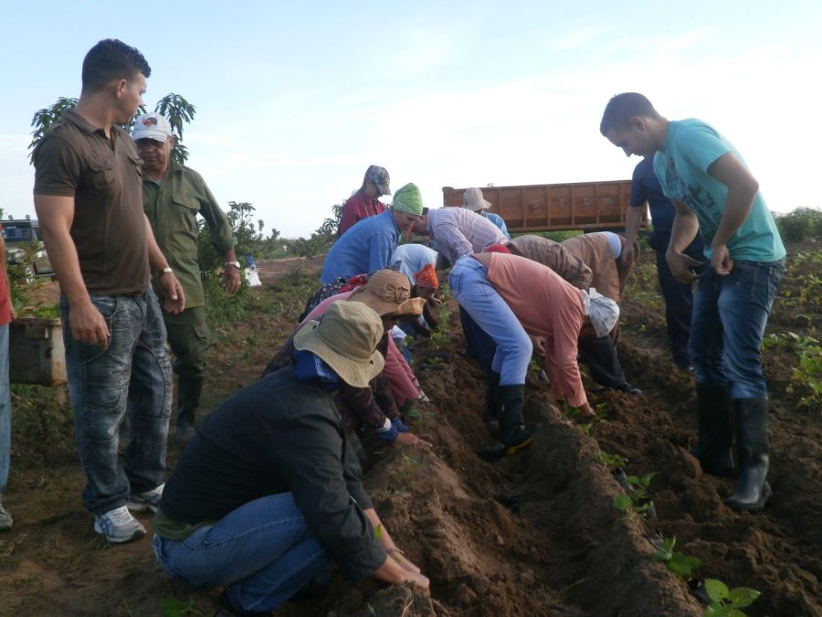 sancti spiritus, fidel castro, #fidelporsiempre, trabajo voluntario, sur del jibaro