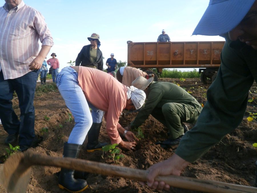 sancti spiritus, fidel castro, #fidelporsiempre, trabajo voluntario, sur del jibaro