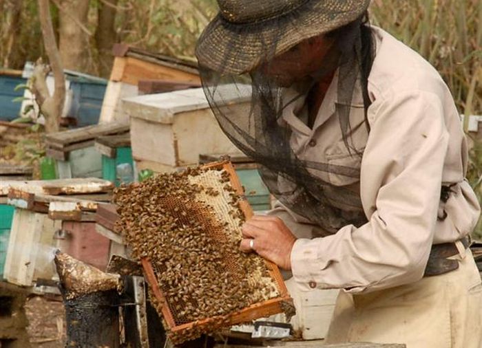 sancti spiritus, miel, produccion de miel de abeja, apicultura