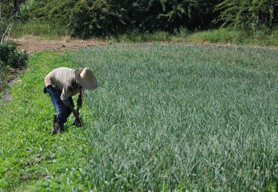 sancti spiritus, cebolla, hortalizas, tomate