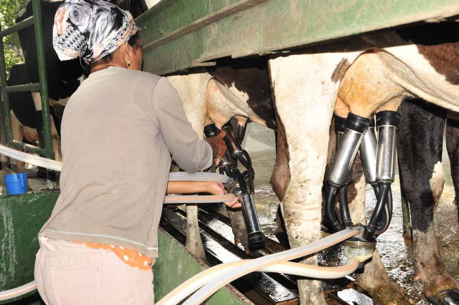 Ciencia y técnica en Camagüey para incrementar producción de leche vacuna