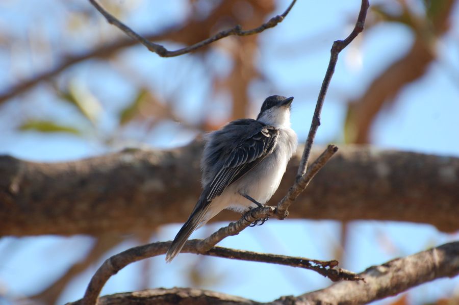 Caguanes, medio ambiente, fauna, Yaguajay, Sancti Spíritus