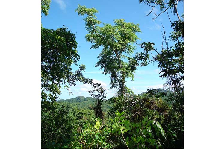 medio ambiente, Topes de Collantes, flora, Sancti Spíritus