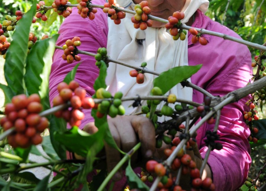 sancti spiritus, huracan irma, cosecha cafetalera, cafe