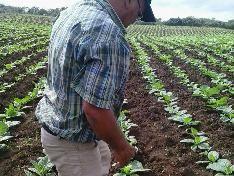 fomento, tabaco, moho azul, siembra de tabaco