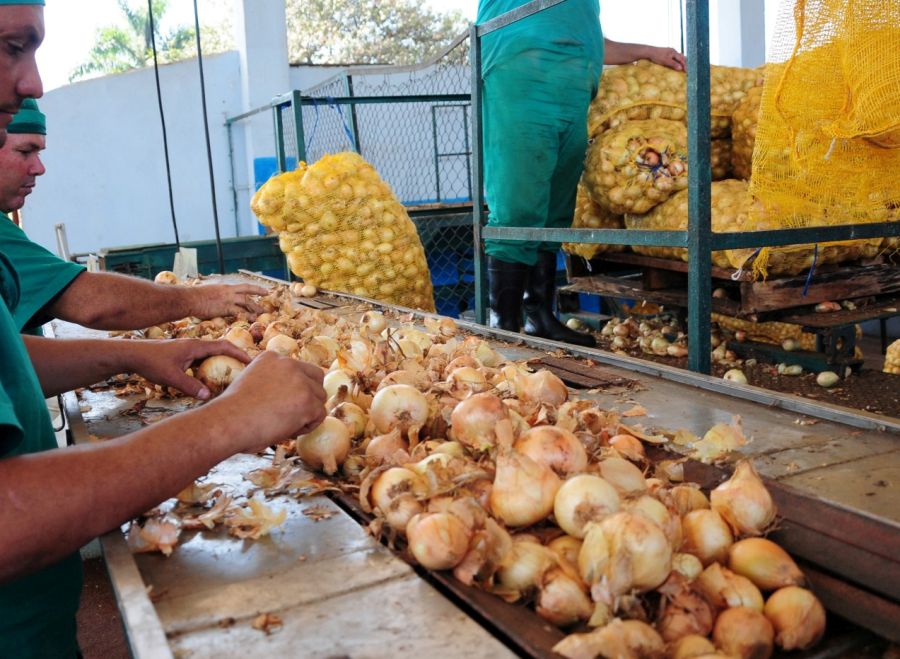 sancti spiritus, fabrica de conservas, cebolla, pasta de cebolla