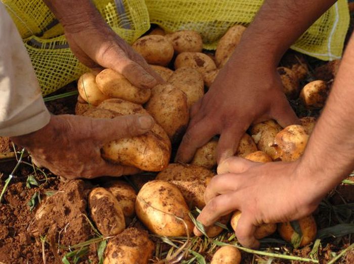 sancti spiritus, distribucion de papa, papa, ministerio de la agricultura