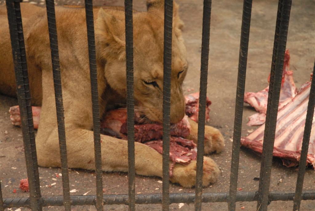 sancti spiritus, zoologico