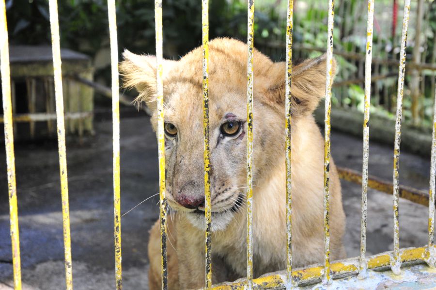 sancti spiritus, zoologico