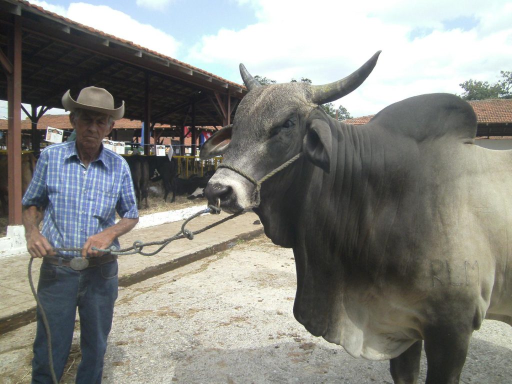 El cuadrero Diego Vera, junto al toro Hatuey, el Gran Campeón Reservado, de Fiagrop-2018. (Foto: Xiomara Alsina / Escambray)