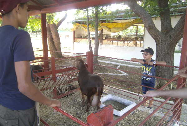 sancti spiritus, ganaderia, la sierpe, rodeo