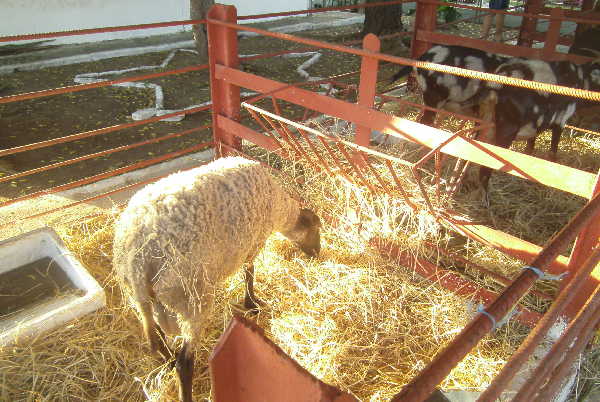 sancti spiritus, ganaderia, la sierpe, rodeo