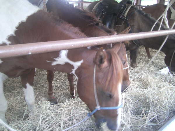 sancti spiritus, ganaderia, la sierpe, rodeo