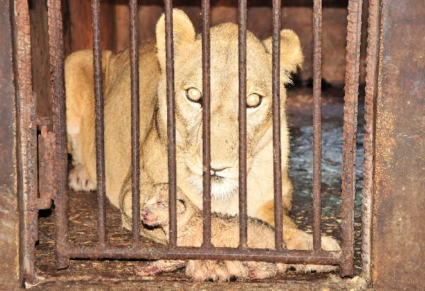 sancti spiritus, zoologico, zoologico espirituano, leon