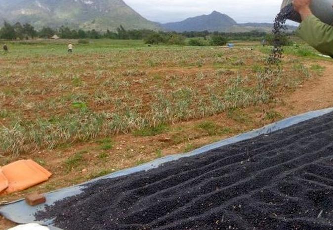 sancti spiritus, produccion de alimentos, frijol, comite provincial del partido, economia espirituana