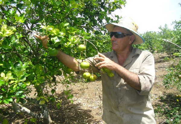 cuba, raul castro, tierras en usufructo, agricultura