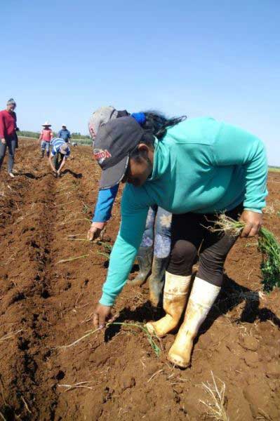 Valle del Caonao, Yaguajay, agricultura