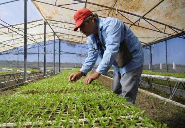 Valle del caonao, Yaguajay, agricultura