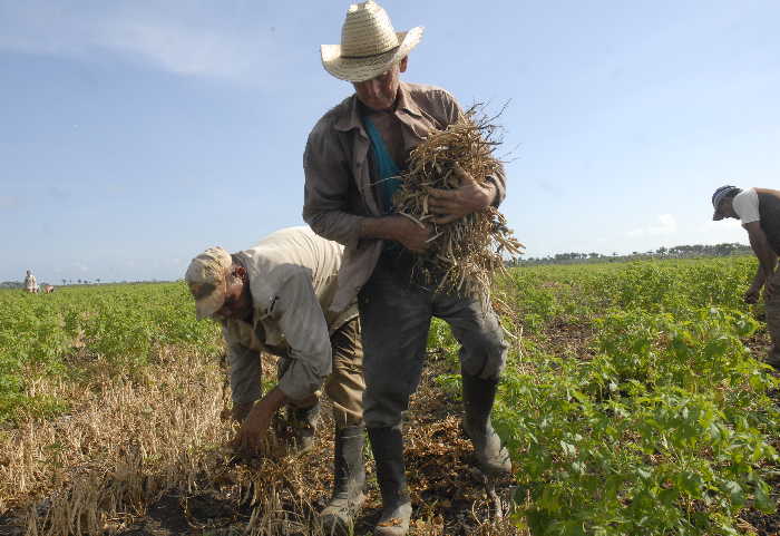 agricultura, sancti spíritus, yaguajay