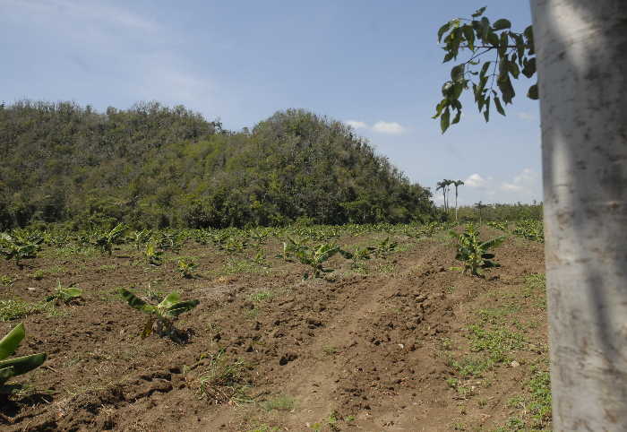 agricultura, sancti spíritus, yaguajay