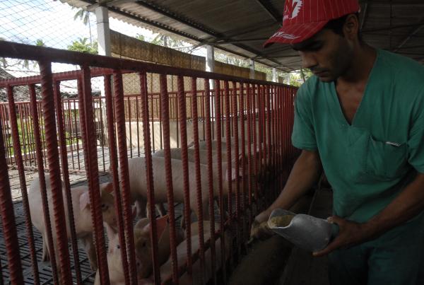 produccion porcina, sancti spiritus