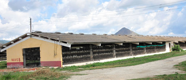 medio ambiente, avicultura