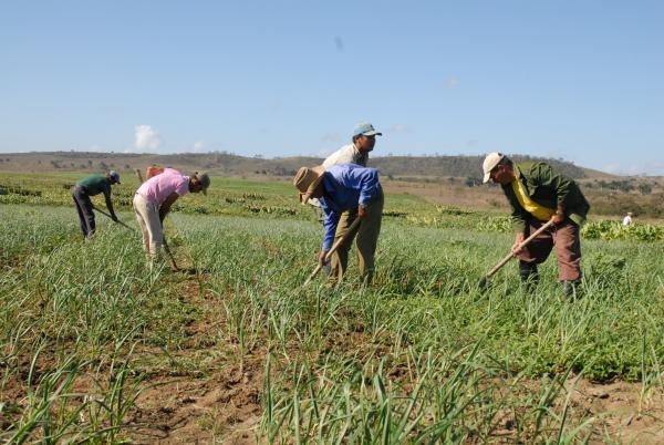 campesinos, sancti spiritus, agricultura