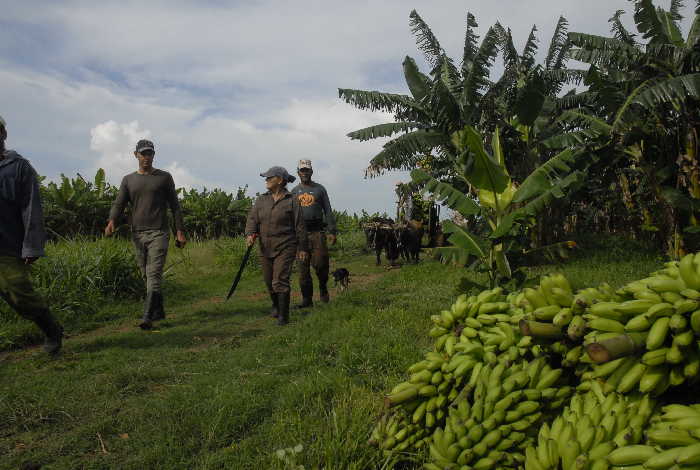 sancti spiritus, produccion de alimentos, economia espirituana, empresa sur del jibaro