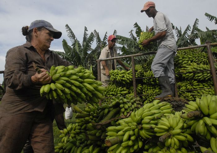 sancti spiritus, produccion de alimentos, economia espirituana, empresa sur del jibaro