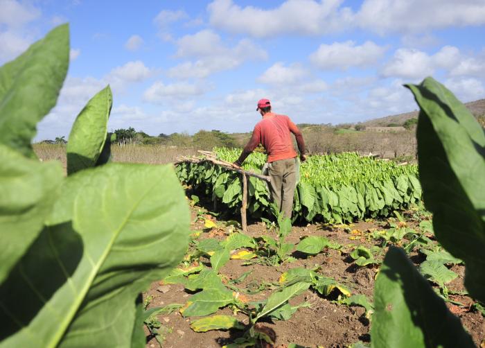 sancti spiritus, declaracion jurada, ofina nacional de la administracion tributaria, onat, cooperativa de creditos y servicios, css, sector agropecuario