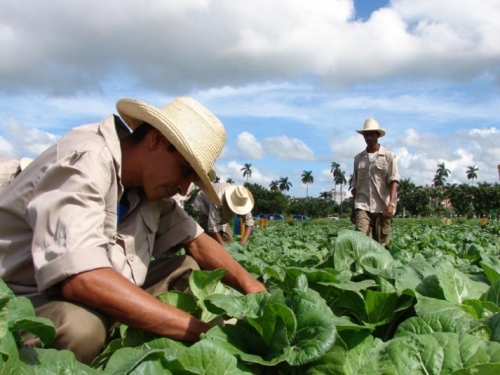 cooperativas, agricultura, Cuba