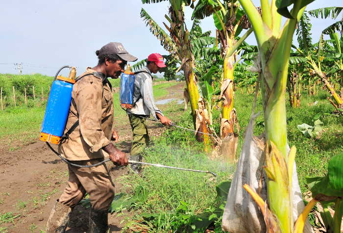 trinidad, agricultura, cultivos varios, rio agabama, intensas lluvias en sancti spiritus