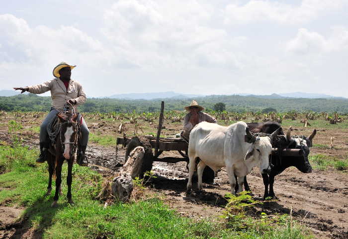 trinidad, agricultura, cultivos varios, rio agabama, intensas lluvias en sancti spiritus