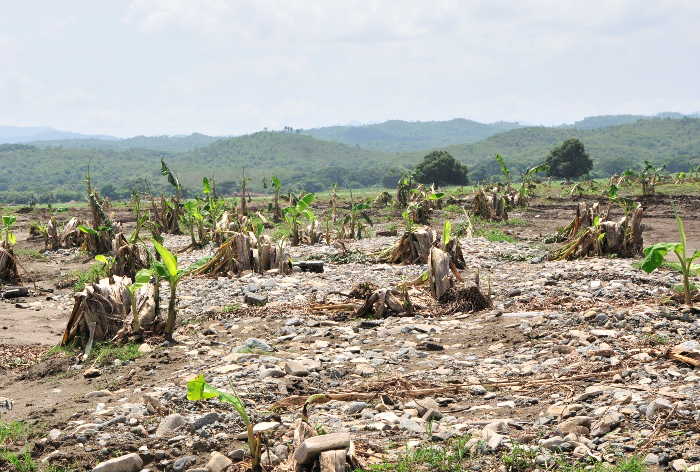 trinidad, agricultura, cultivos varios, rio agabama, intensas lluvias en sancti spiritus