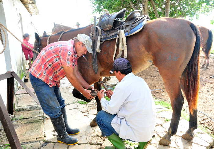 sancti spiritus, la sierpe, sur del jibaro, bufalo, ganaderia