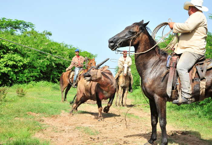 sancti spiritus, la sierpe, sur del jibaro, bufalo